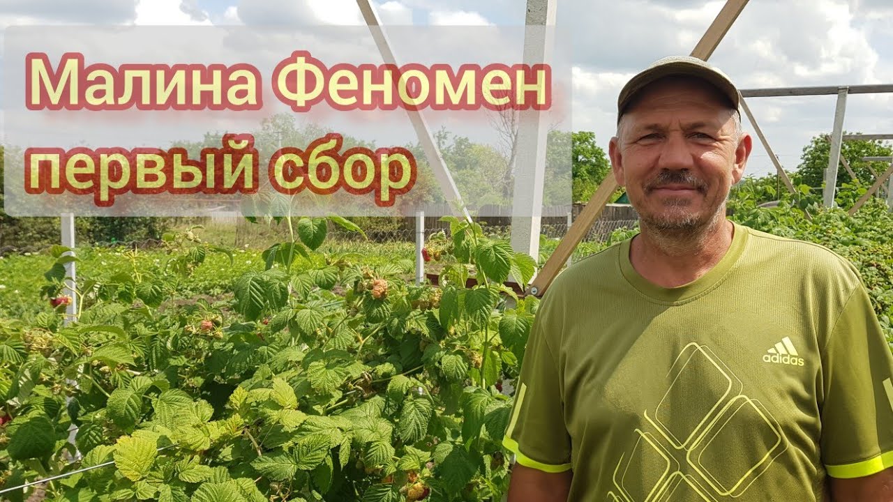 Летний сорт малины Феномен