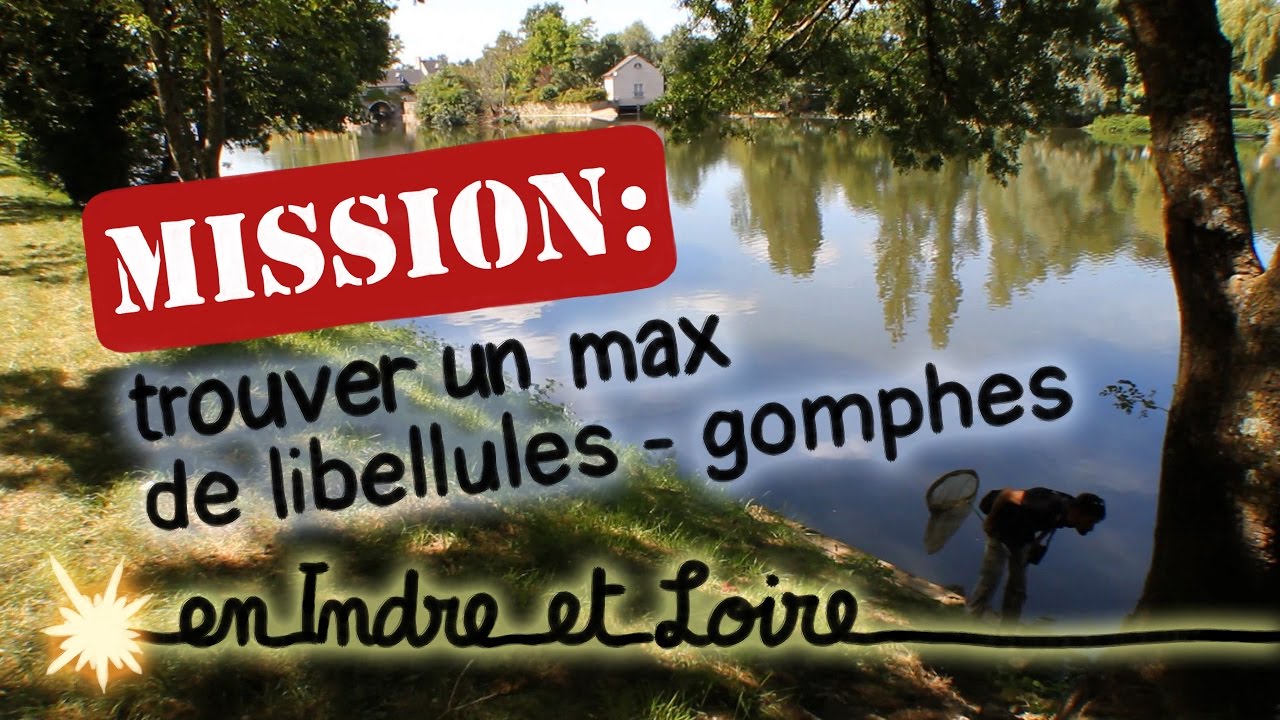 Trouver un max de libellules - gomphes (en Indre-et-Loire) - Mission Naturalix#3