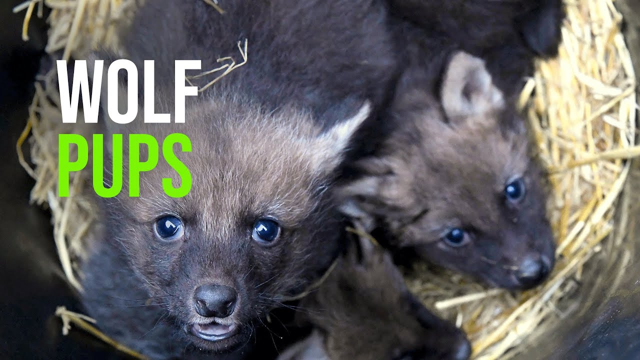 Maned Wolves Litter Born at Yorkshire Wildlife Park