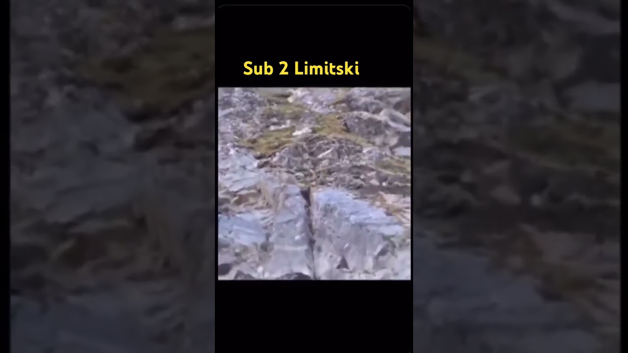 Bear falls off cliff #bear#bearfalls