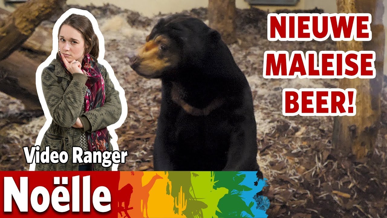 Een nieuwe Maleise berenman in Burgers’ Rimba 🐻