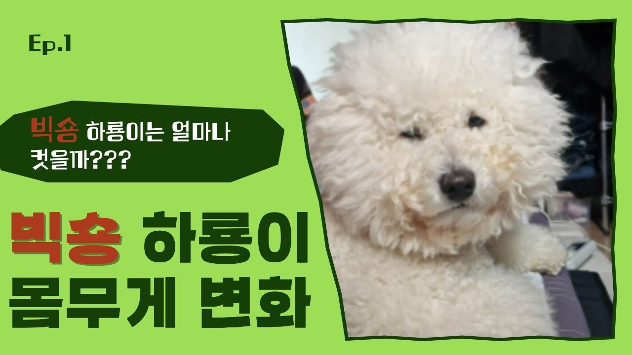 빅숑 하룡이의 성장과정과 몸무게 변화!!