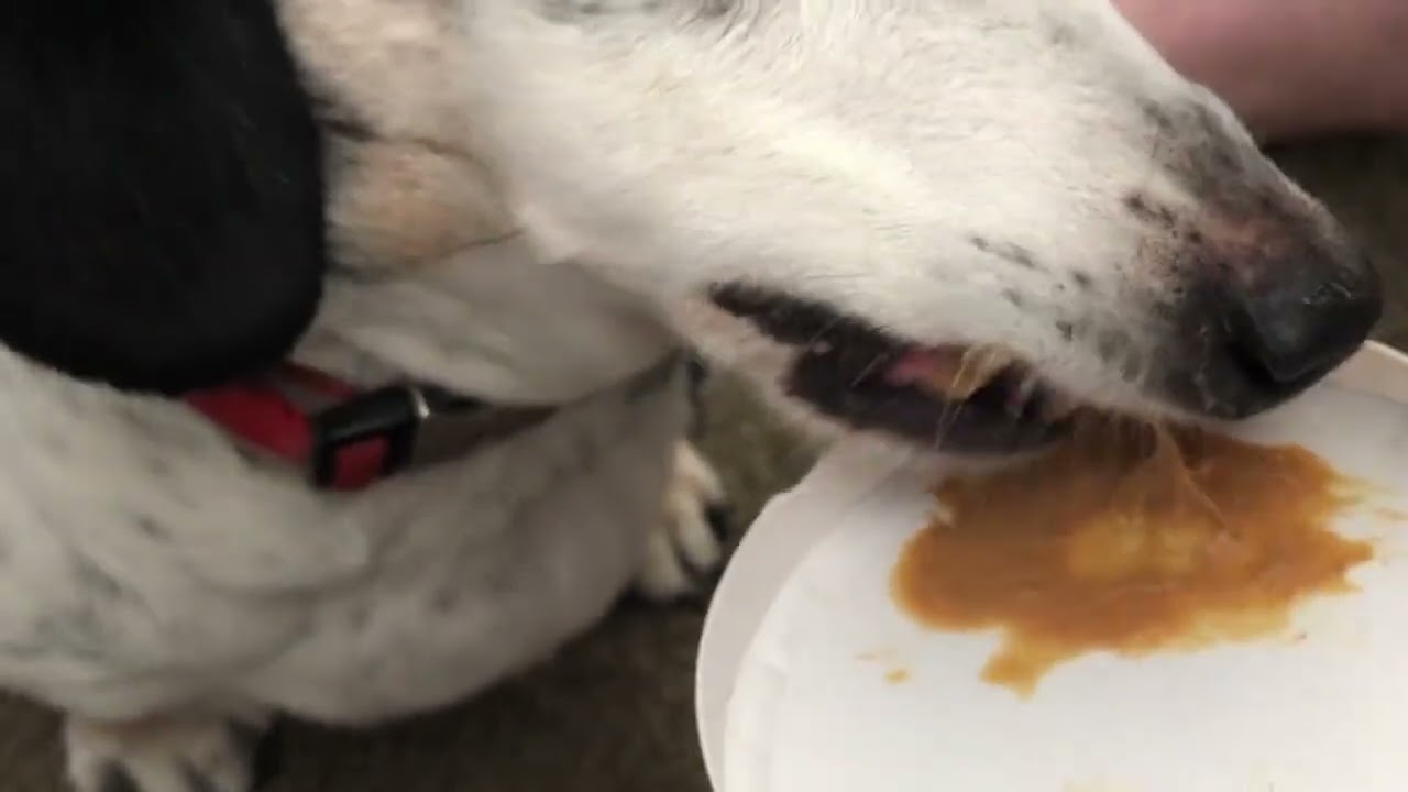 Bandit Loves Licking Natural Ralph’s Peanut Butter and Keeping It From Smokey ASMR eat (2/18/2020)