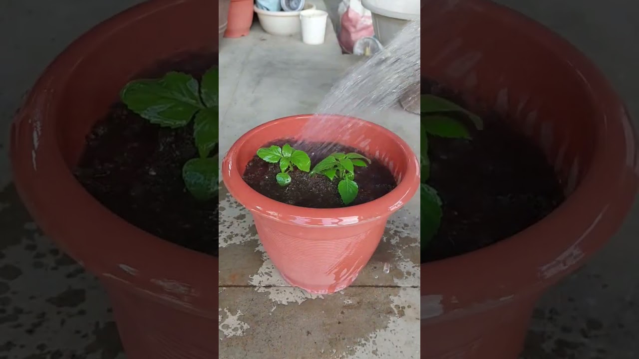 How To Grow Torenia Flowering Plant In Pot 🪴 #torenia #floweringplant