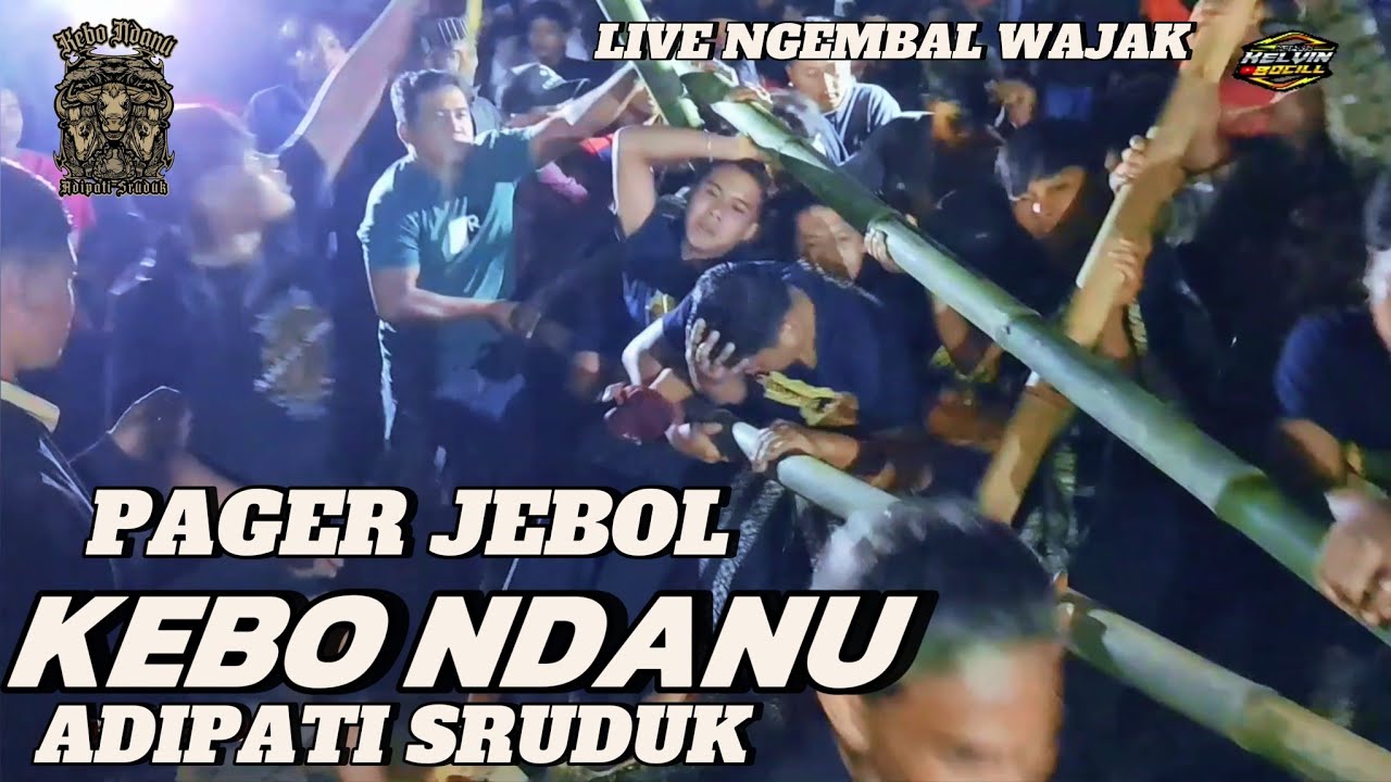 NGAMUK PANGER JEBOL KEBO NDANU ADIPATI SRUDUK LIVE NGEMBAL WAJAK