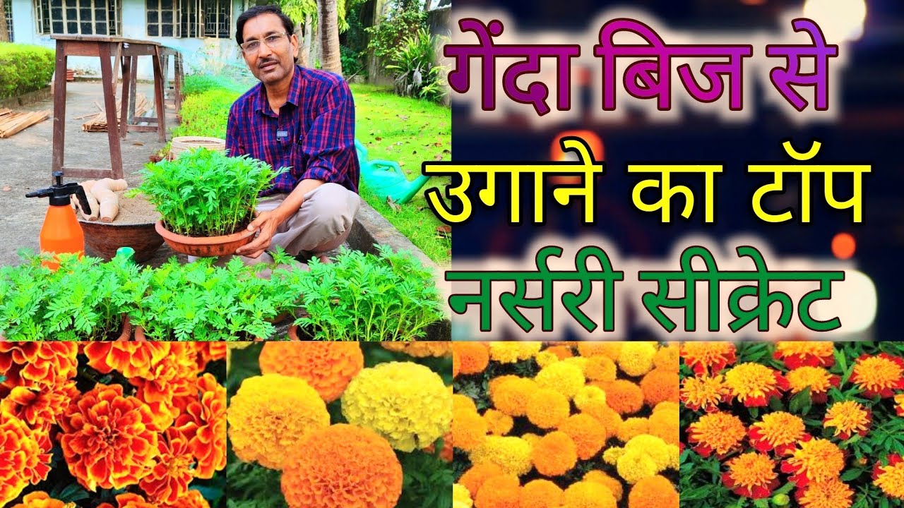 गेंदा को बीज से उगाने का नर्सरी सीक्रेट तरीका जान लीजिये, आप के घर पर भी ऐसे ही खिलेगा गेंदा के फूल