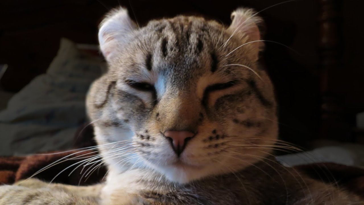 Meet Gadget the Highlander Cat