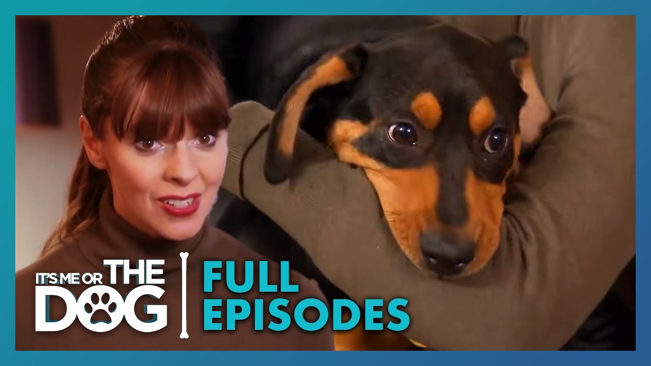 Choosing A Family Dog: A Guide for First-Time Owners | Season 2 Episode 17 | It's Me Or The Dog US
