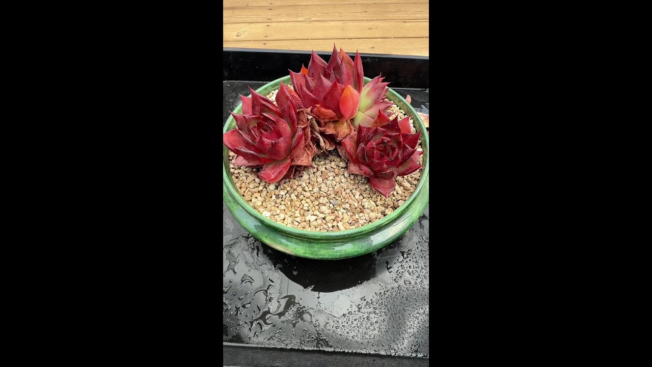 幸福是个很简单的事情，比如说撸枯...多肉