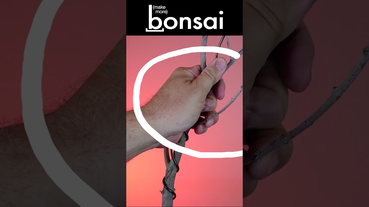 Appying Wire to a Branch is Easy #shorts #bonsai #juniper #bonsaitree