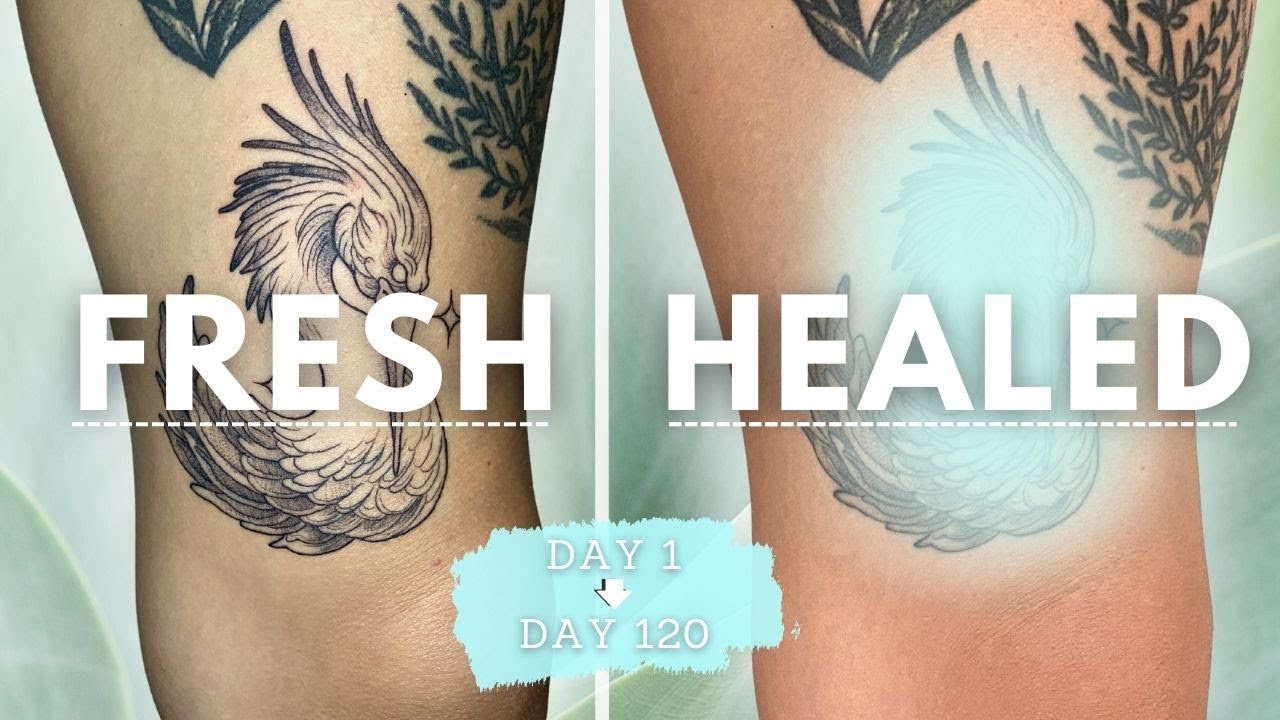 Fresh vs Healed Tattoo | Day to Day Healing WITH CLOSEUPS!