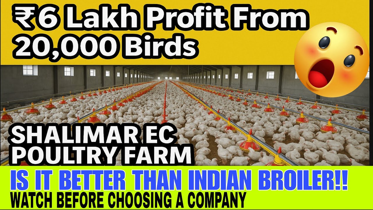 ₹6 Lakh Profit From 20,000 Birds 🤯 Shalimar EC Poultry Farm Contract Farming Earnings Reality!!