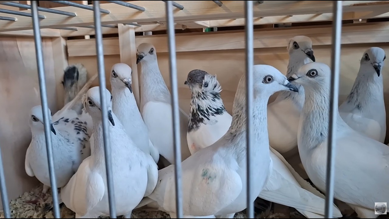 Co się odwaliło 😅😅 cała klatka Gołębi łapanych  😄ale jak skąd 🤔🤔🤔