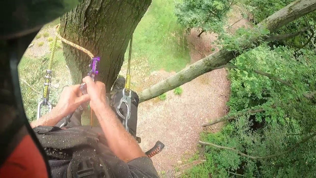 climbed & topped very tall tulip poplar and sugar maple tree and felled another tall poplar w 500i 2