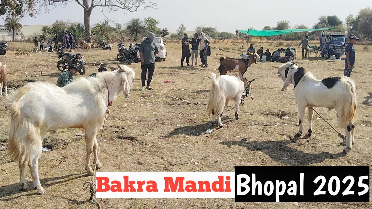 Bakra Mandi Bhopal 2025 live || Goat market price