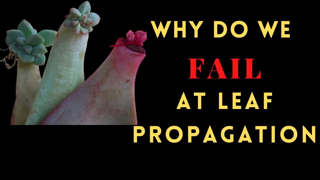 || WHY DO WE FAIL AT LEAF PROPAGATION ||
