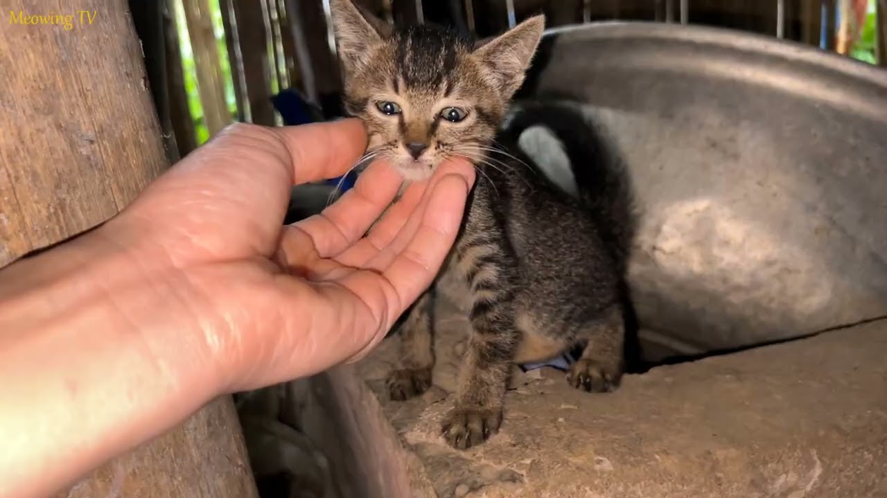 Meet This Adorable and Super Friendly Tabby Kitten! | Meowing TV.