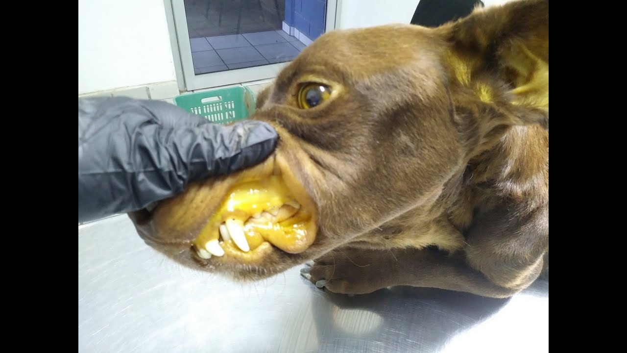 La hepatitis una enfermedad grave para tu mascota