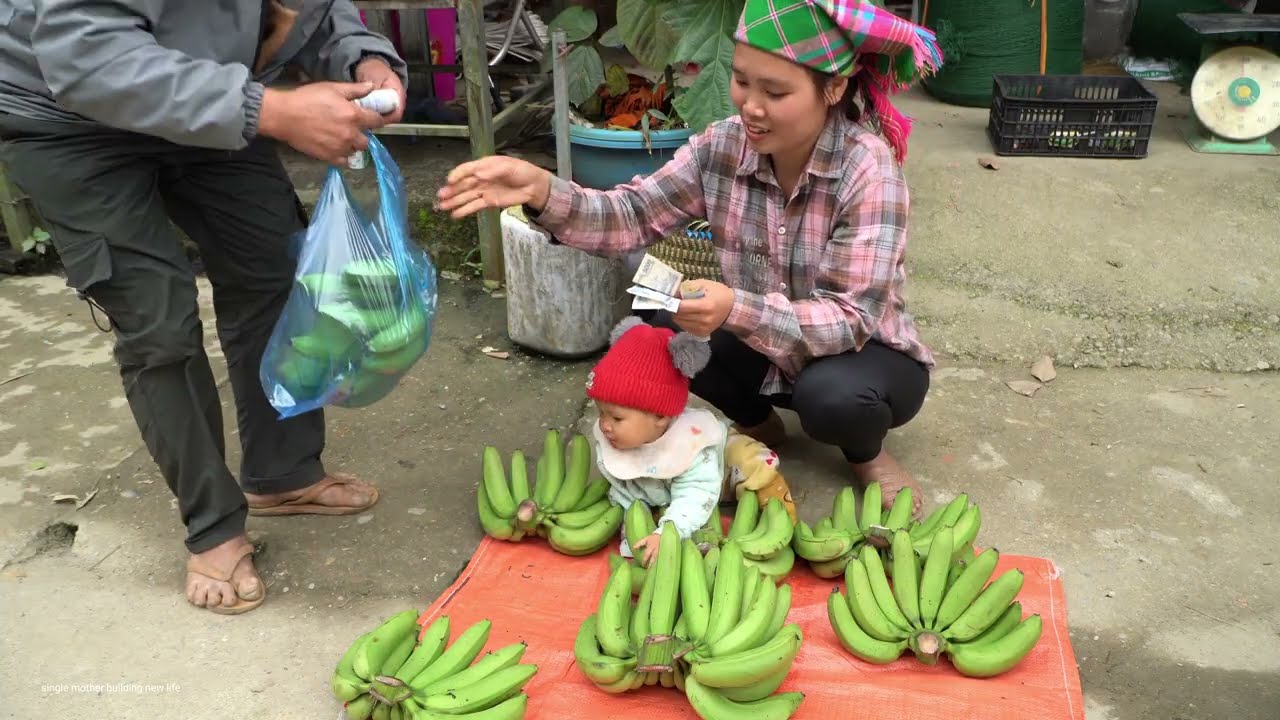 Highland Life: Harvesting giant green bananas to sell at the market - Farm construction