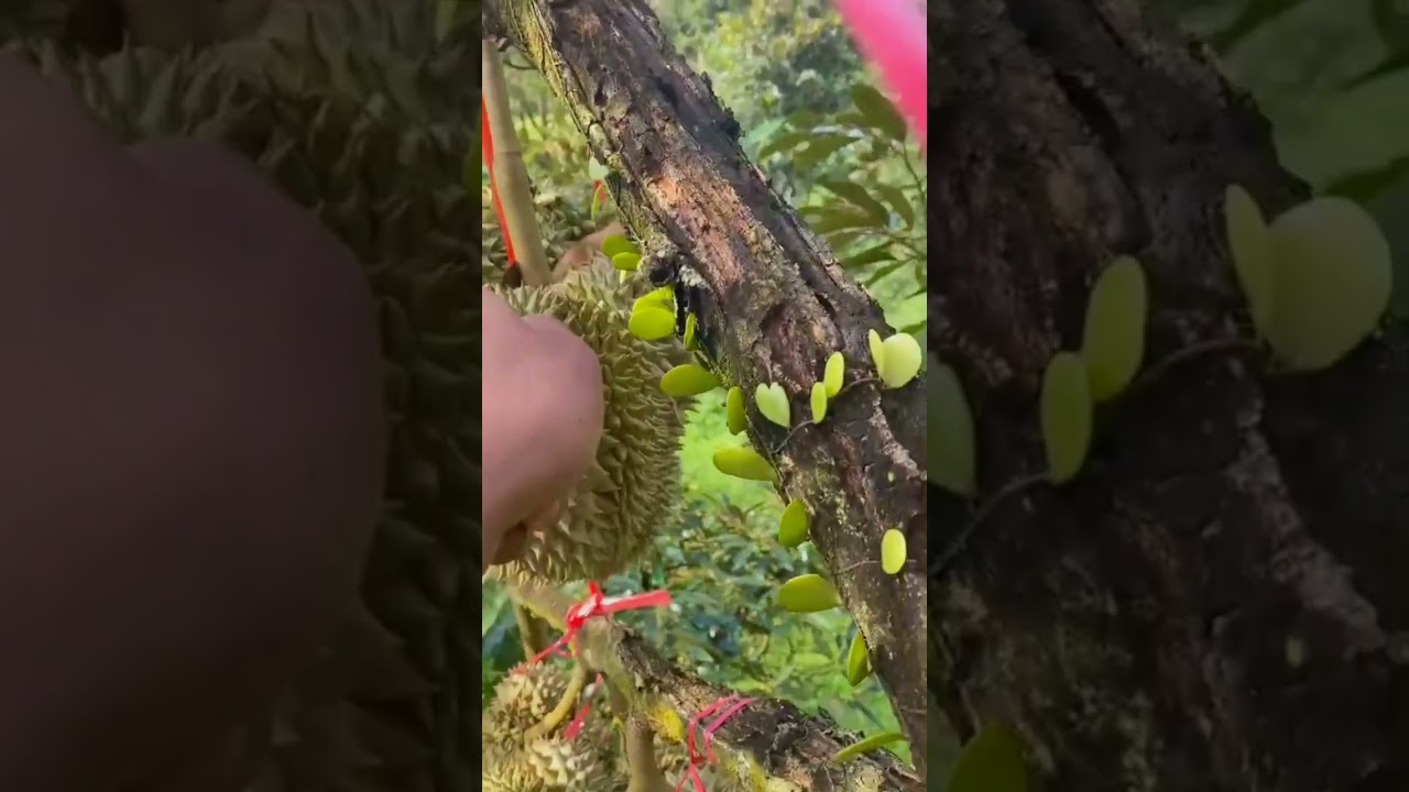 Let's See Inside  Fresh Durian  #satisfying #short