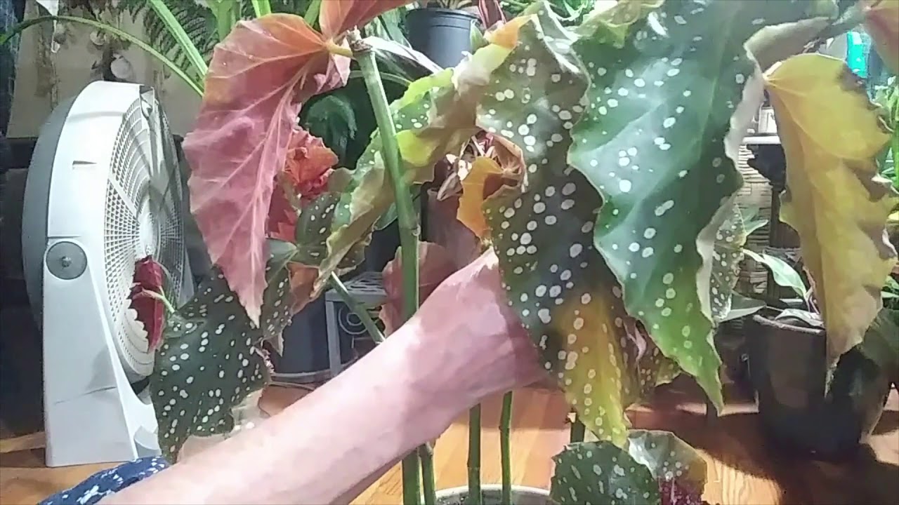 Begonia Care /Propagation-Cracklin Rosie