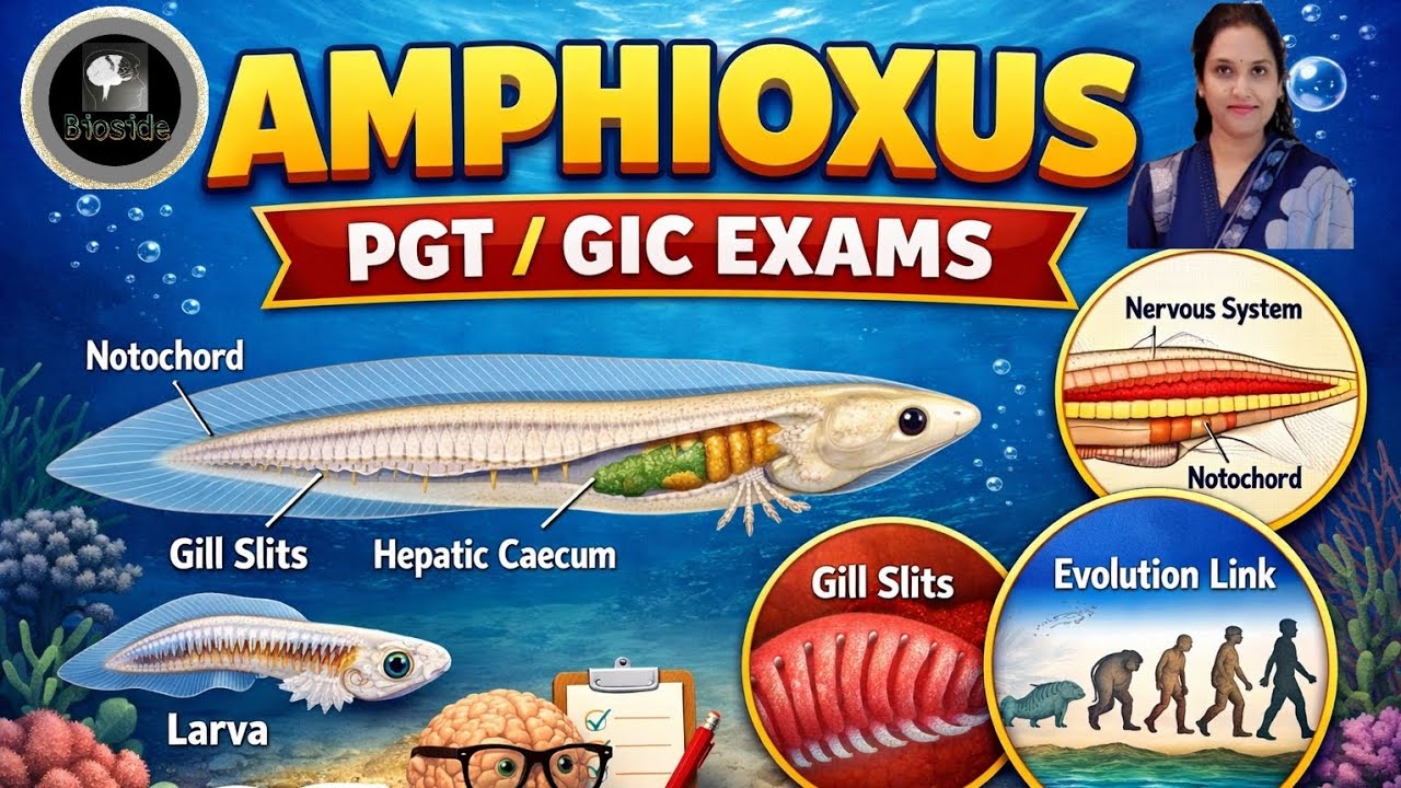 Amphioxus (Lancelet) Full Study | Anatomy, Classification & Important Points|Important for pgt, gic