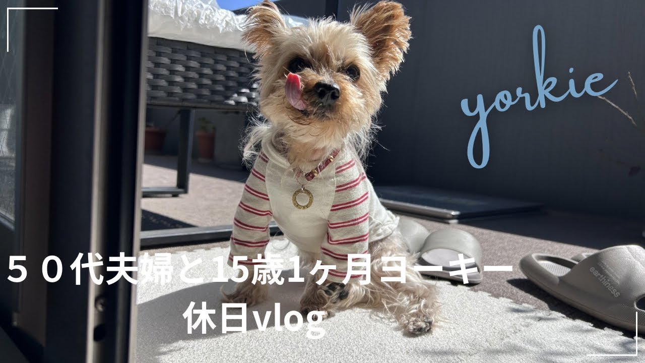 【ヨーキー】５０代夫婦　15歳1ヶ月ヨーキー　たまにはランチを　休日vlog  #dog 