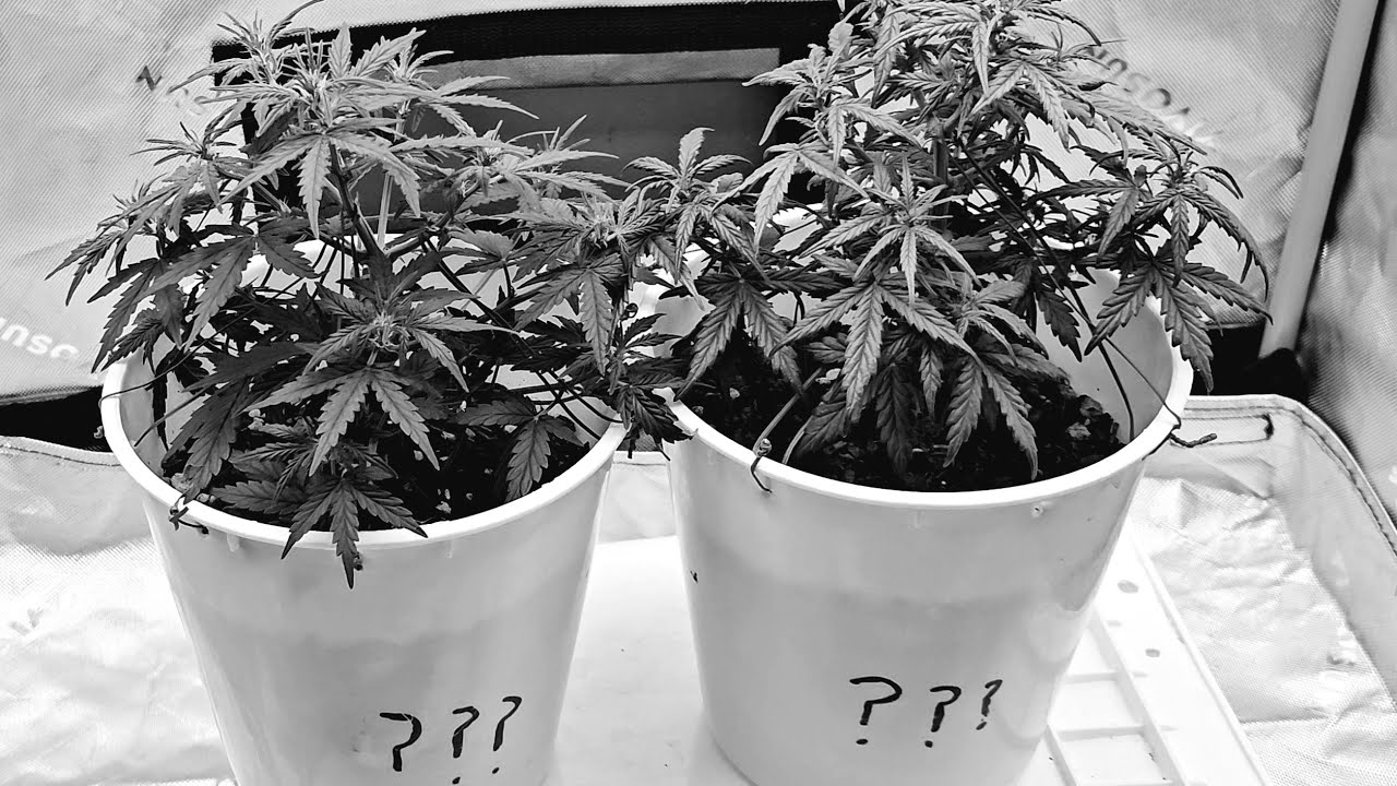1 Gallon Autoflower Challenge Video #3 Results of being topped + New growth & Deficiency