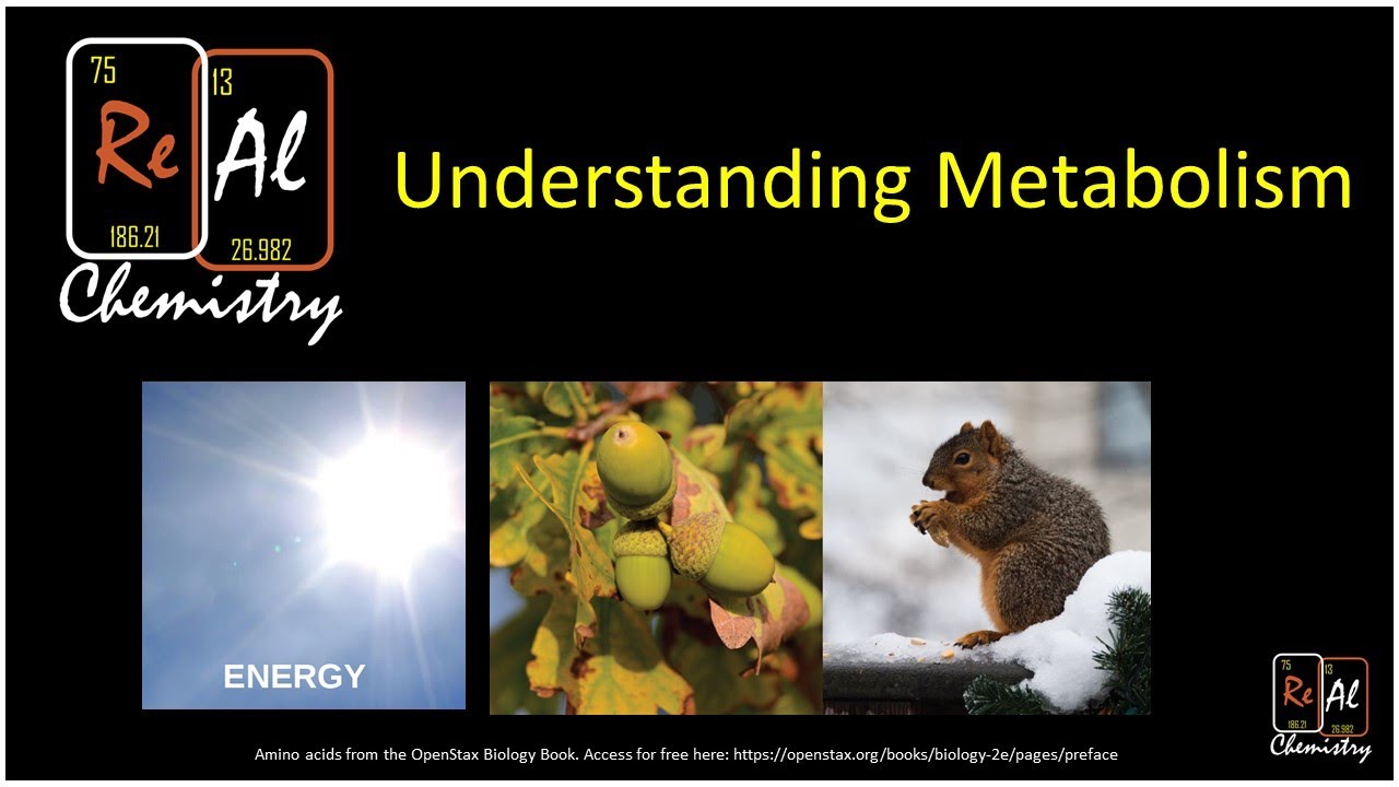 Metabolism: The Big Picture - Real Chemistry