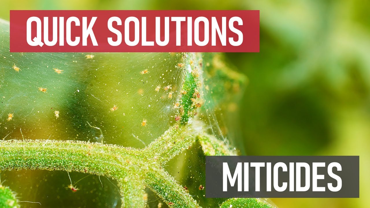 Quick Solutions: What are Miticides?