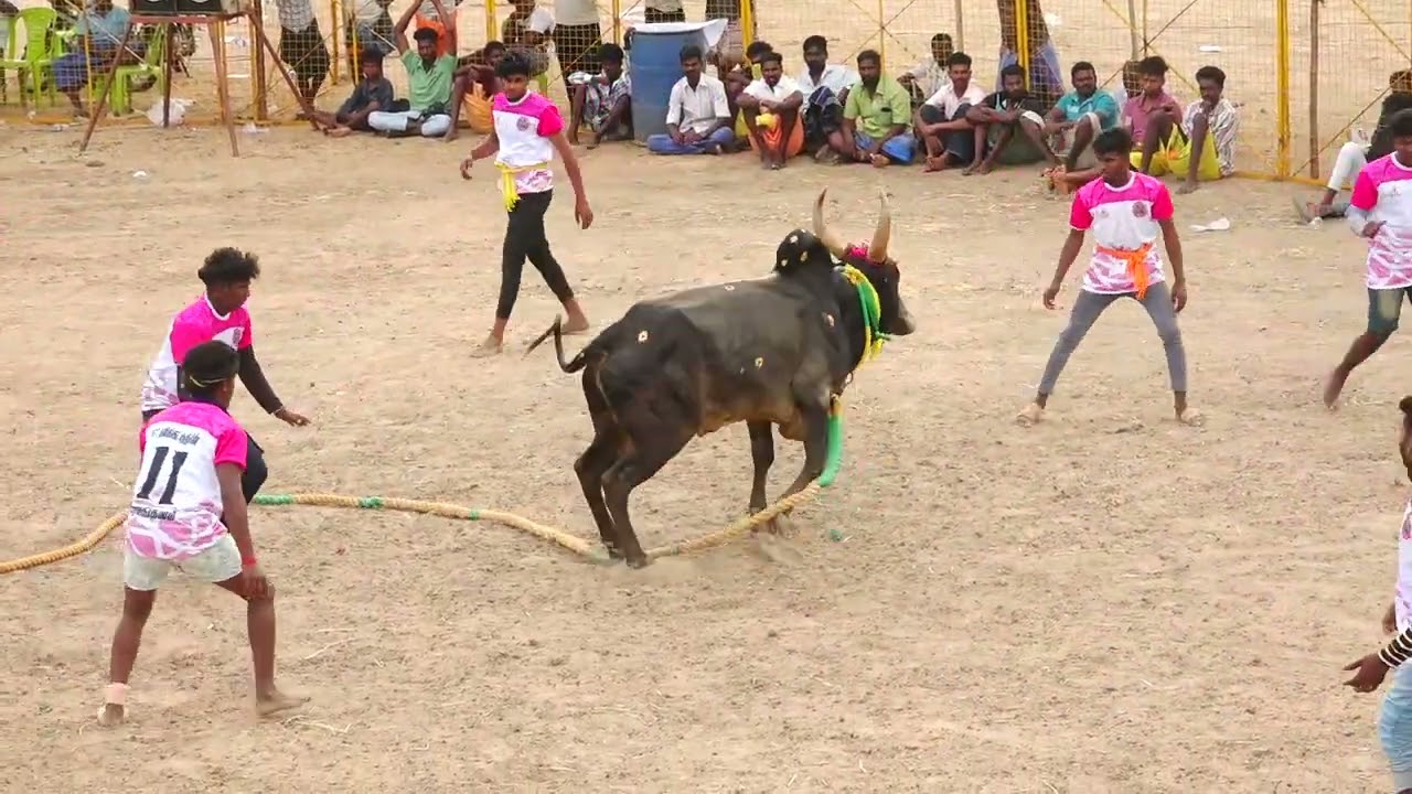 பதினெட்டாங்குடி சுப்புராஜ்தேவர் நினைவாக நேதாஜி காளை Vs வீரமங்களம் SST கலிங்கா குரூப்ஸ் | PK Media