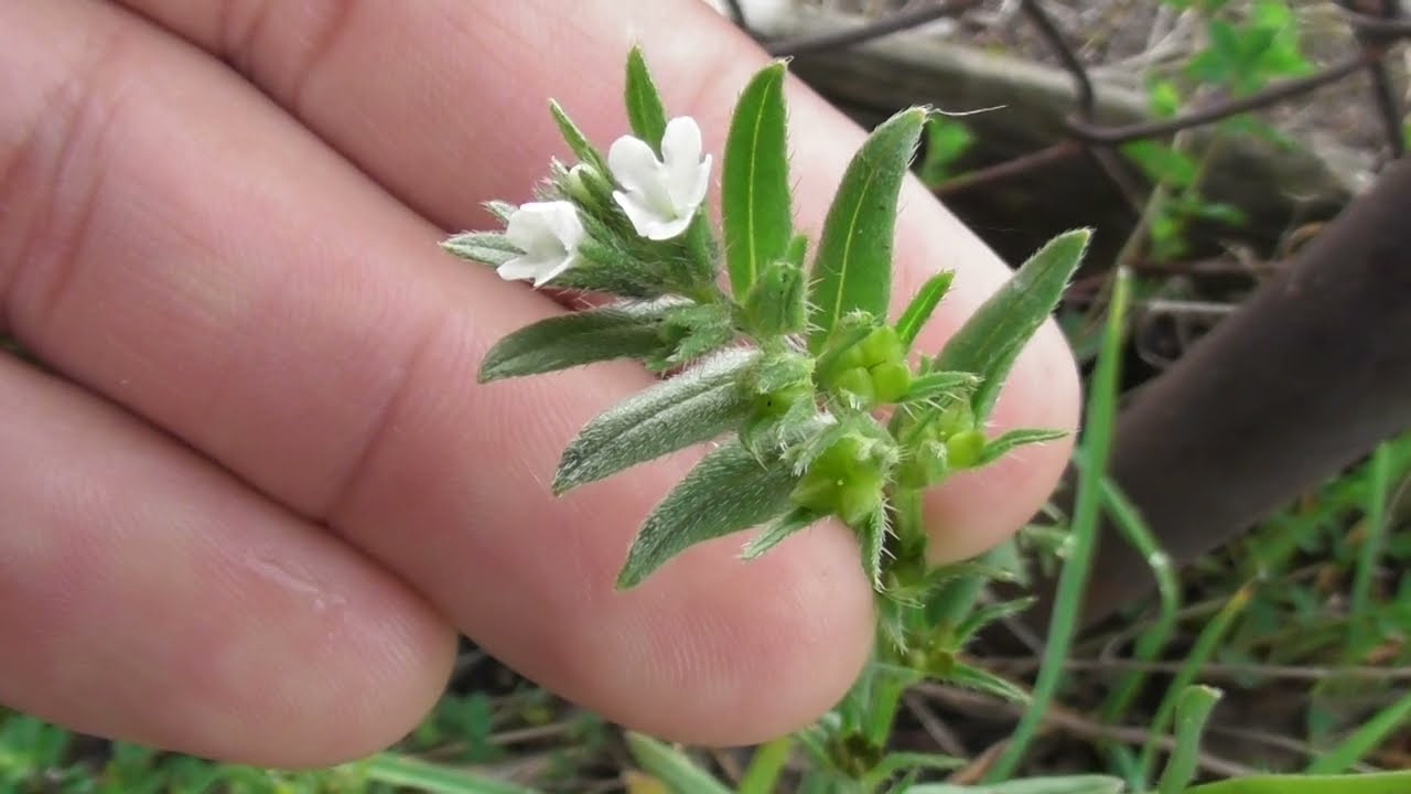 Lithospermum arvense (syn. Buglossoides arvensis),  field gromwell, corn gromwell, bastard alkanet