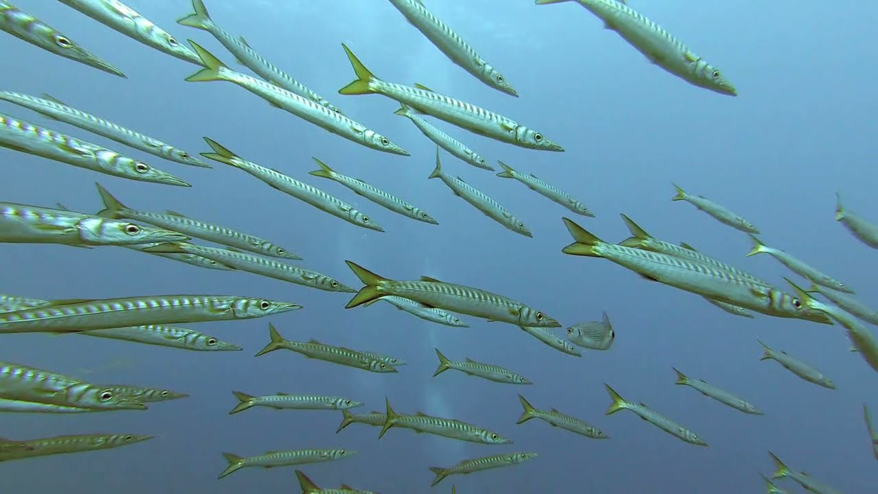 Isola dei cavoli Villasimius #immersione con i #barracuda