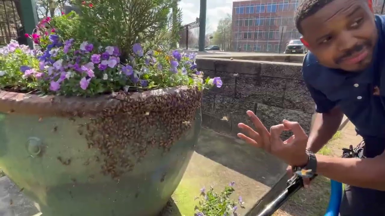 Live Honey Bee Removal