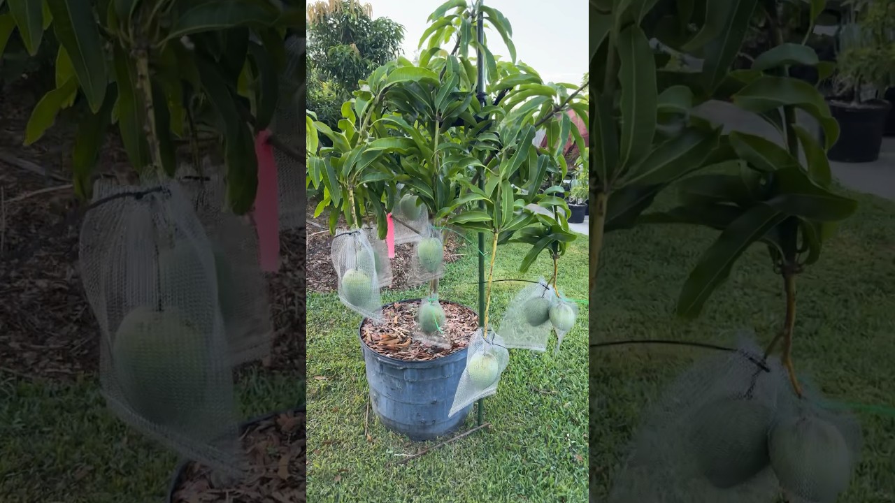 Mango trees in containers, doing wonderful!!