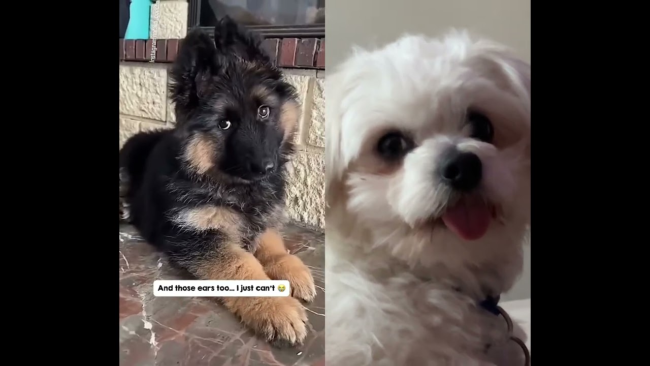 Se quedó eleto  viendo al amigo canino moverse