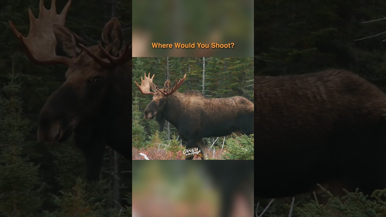 Where Would You Shoot? (answer in comments) | #Hunting #Tips #moose #animals #wildlife