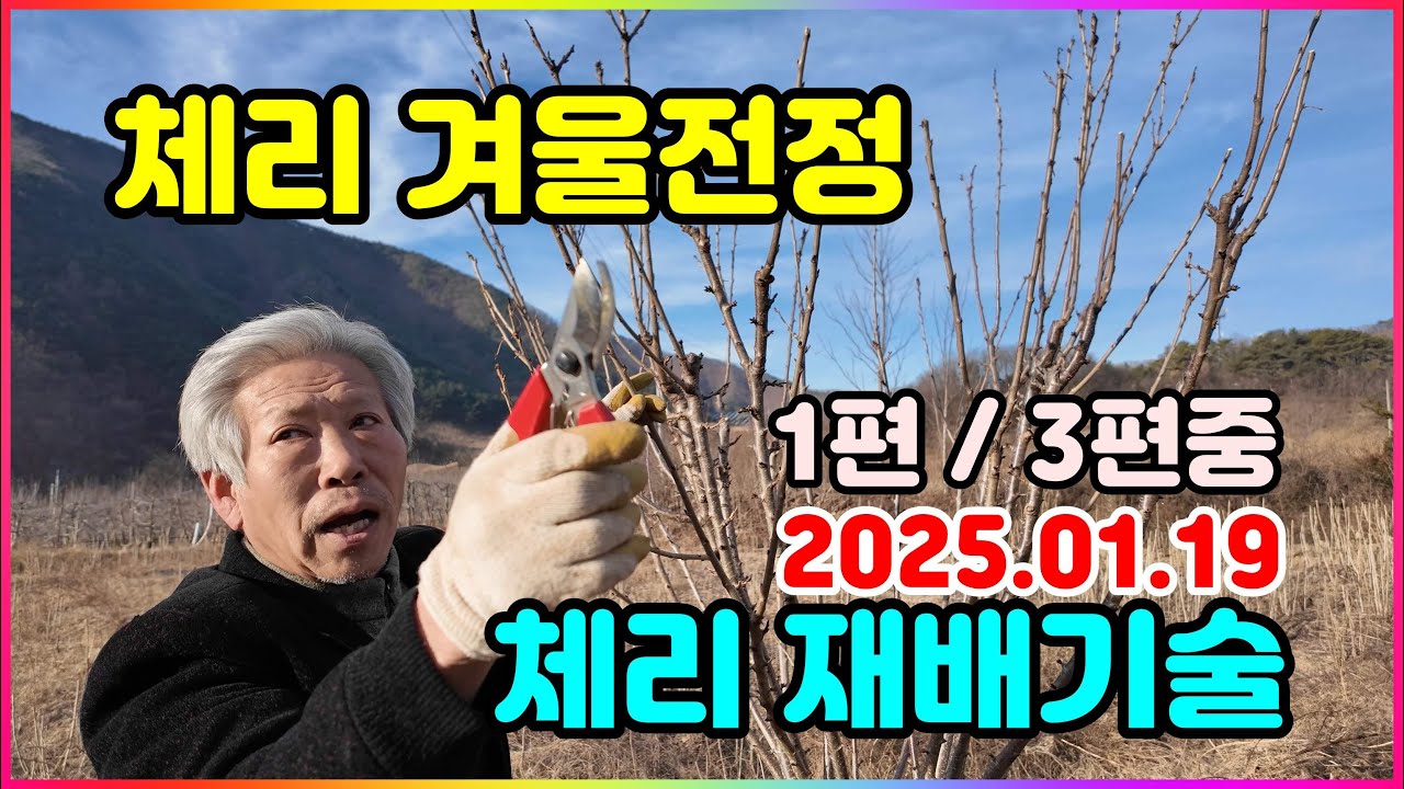 250119 영덕체리 겨울전정 1편:3편