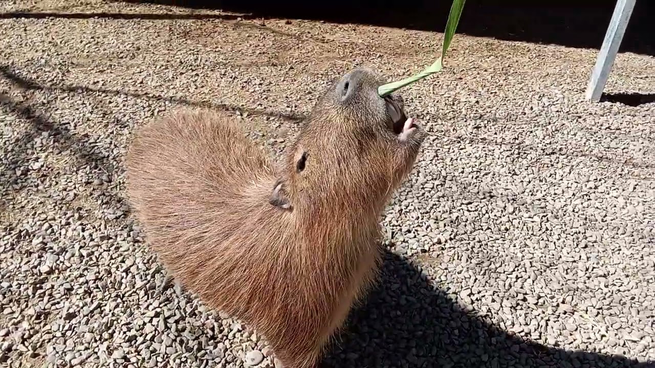 可愛的卡皮巴拉