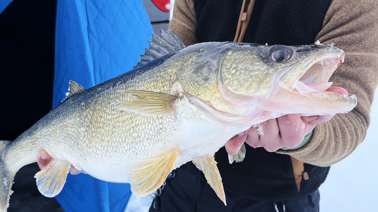 Ice Fishing Green Bay Walleyes 2-25-2025