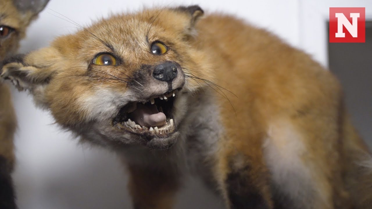 What Is Vulture Culture? Inside The Subculture Of People Who Love Dead Animals
