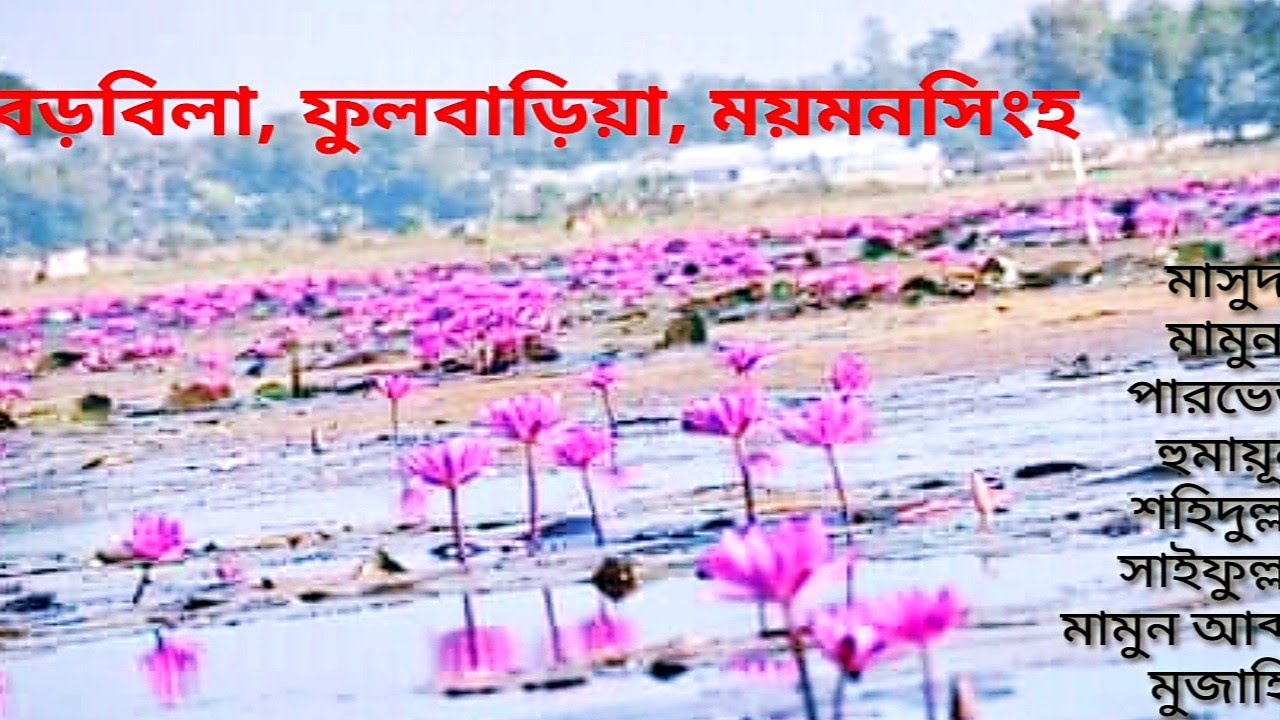 Boro Bila Fulbaria বড়বিলা পদ্ম বিল ফুলবাড়িয়া | Haire amar mon matono desh হায়রে আমার মন মাতানো দেশ