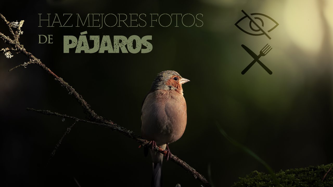 Cómo hacer un HIDE con COMEDERO para fotografía de pájaros