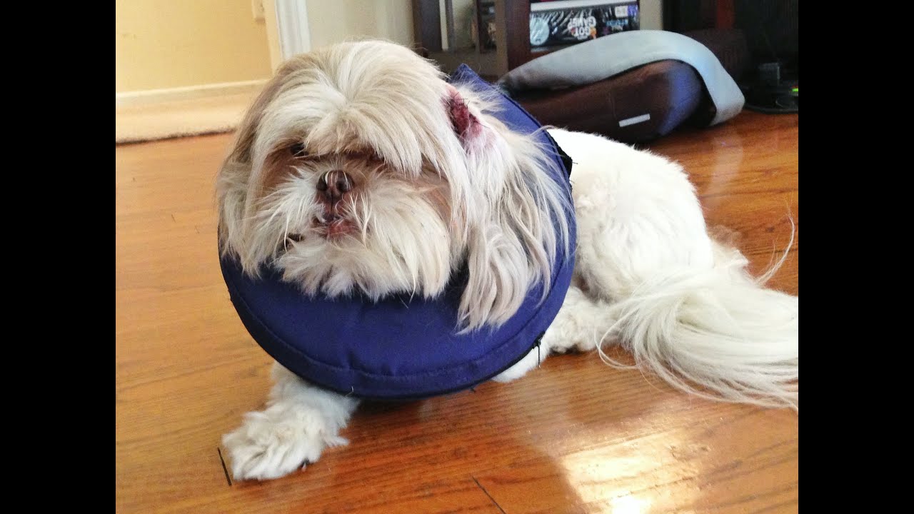Gryphon got attacked :(
