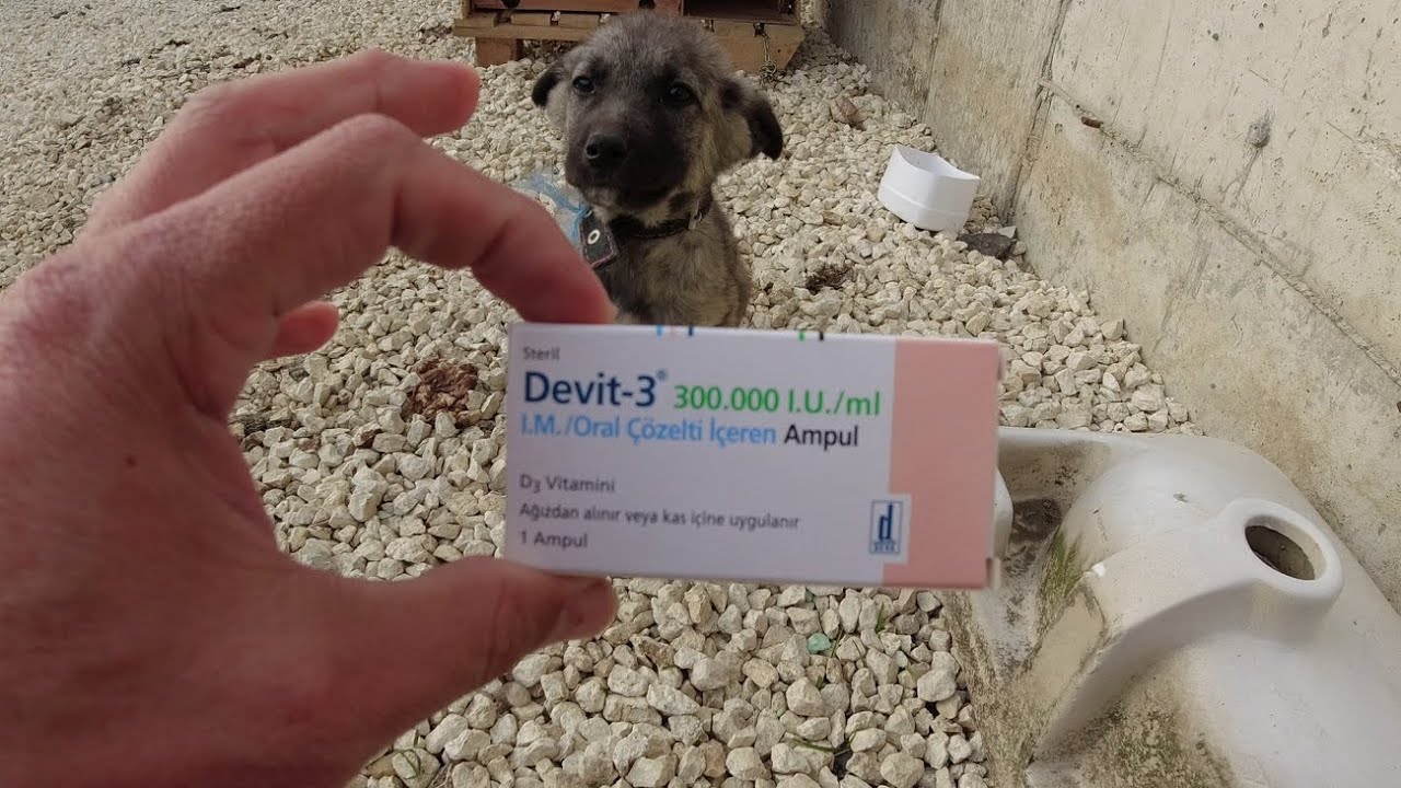 Köpeklerde Raşitizm Hastalığı Tedavisi | Gesi bağları Oluşturduk | Köyde Yaşam Günümüz
