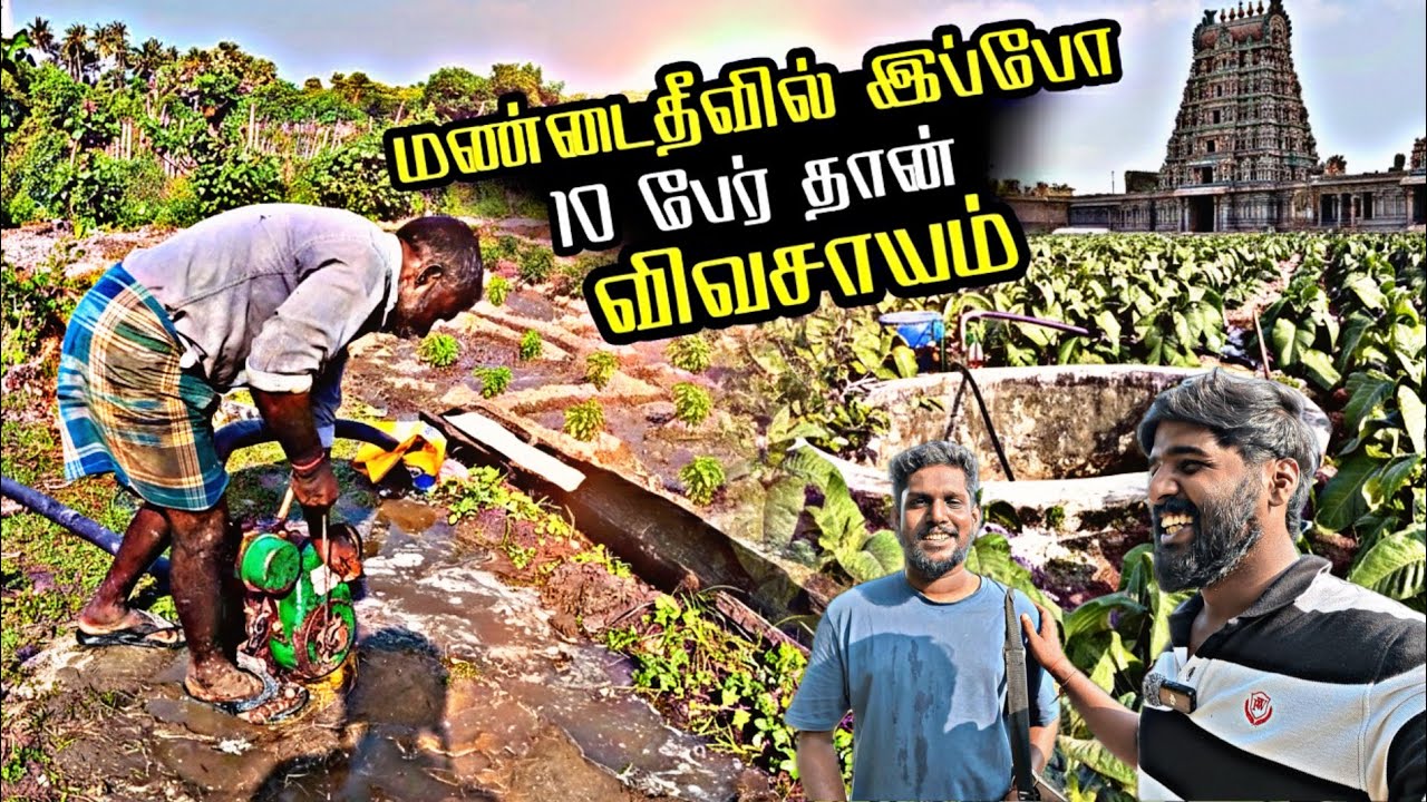 மண்டைதீவு கிரிக்கட் மைதானத்தின் தற்போதைய நிலை | மழை வந்தால் மட்டுமே விவசாயம்.....🌧️