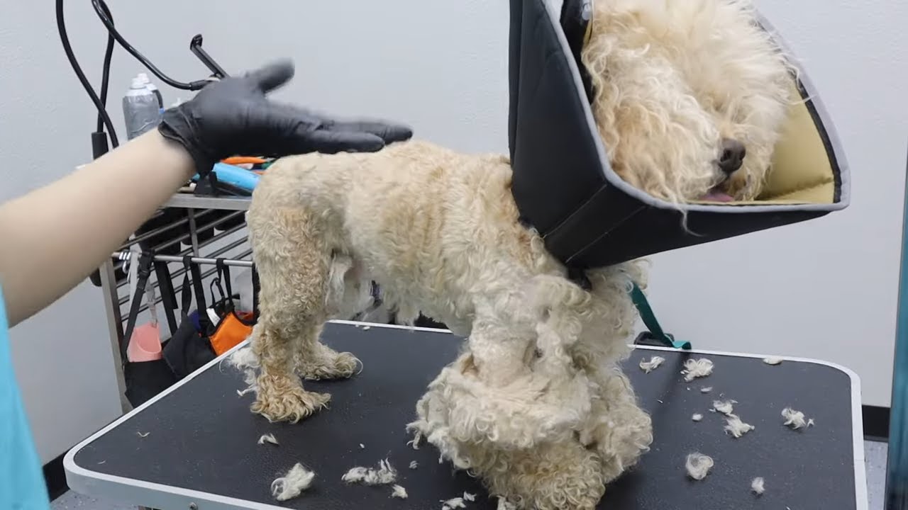 14 Year Old Cockapoo What Is THAT Part 2 | Season 2 Episode 4