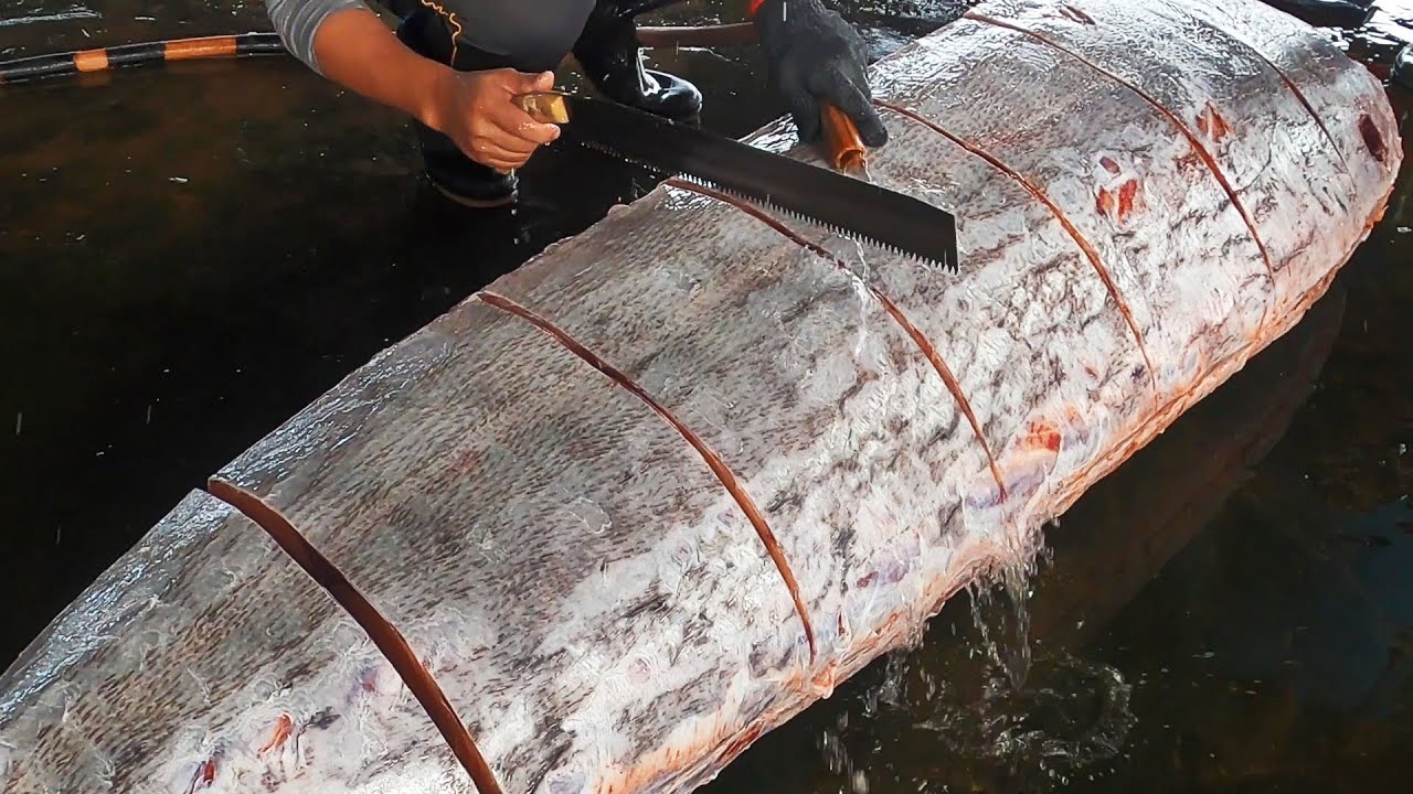 Потрясающие навыки разделки гигантского голубого марлина! 🐟🔪