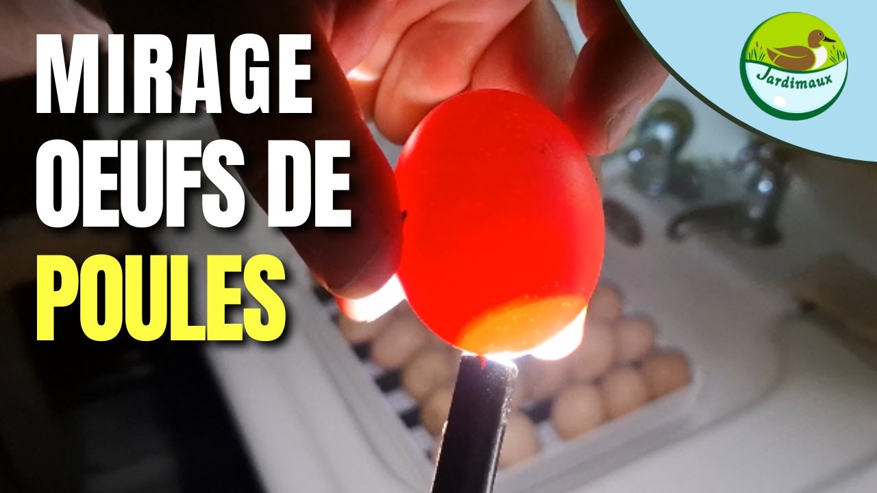 MIRAGE DES PREMIERS OEUFS DE POULES 2026 ! 🥚🐔