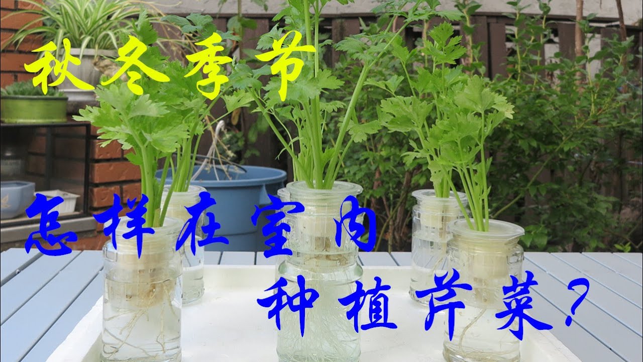 秋冬季节怎样在室内种植芹菜？How to grow celery indoors in winter？